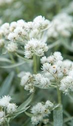 Anaphalis triplinervis, Syberische edelweiss, Ophalen, Vaste plant