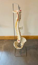 Klassiek flexibel wervelkolom model & statief 88 cm, Ophalen of Verzenden, Zo goed als nieuw
