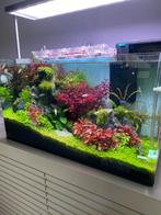 Geen groene vingers? Ik maak jouw aquarium levendig en mooi, Dieren en Toebehoren, Vissen | Aquaria en Toebehoren, Ophalen of Verzenden
