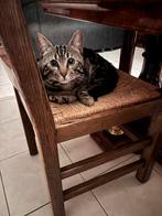 Halve bengaal zoekt nieuw huisje, Kater, Gechipt, 0 tot 2 jaar