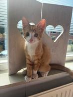 Nog 1 lief katertje over uit nestje van drie, Dieren en Toebehoren, Katten en Kittens | Overige Katten, Kater