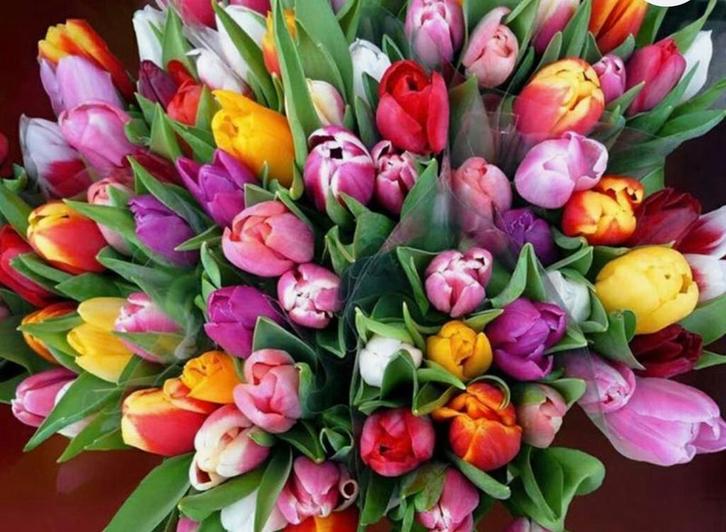 Veilingmedewerker bloemen en planten, Vacatures, Vacatures | Logistiek, Inkoop en Transport, Overige niveaus, Starter, Overige vormen