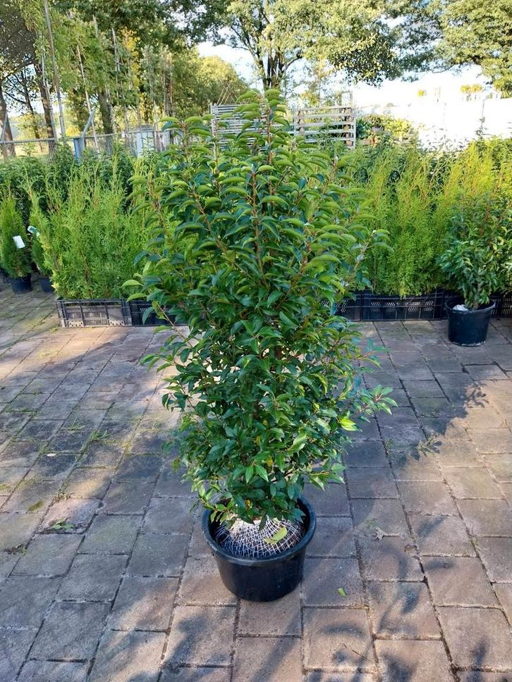 Portugese Laurier in Pot - 125-150 cm, Tuin en Terras, Planten | Bomen, Overige soorten, 100 tot 250 cm, Halfschaduw, Lente, In pot