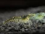 Garnalen wildkleur neocaridina, Kreeft, Krab of Garnaal
