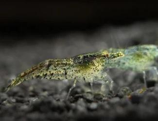 Garnalen wildkleur neocaridina beschikbaar voor biedingen