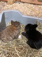 Lionhead rammen zoeken een nieuw huisje, Dieren en Toebehoren, Mannelijk