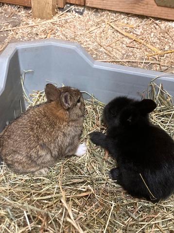 Lionhead rammen zoeken een nieuw huisje beschikbaar voor biedingen