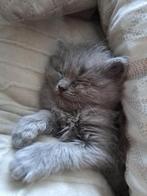 Kort en langharige kittens, Meerdere dieren, Ontwormd, 0 tot 2 jaar