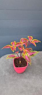 Coleus (siernetel) plant met opvallende bladeren., Ophalen, In pot