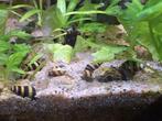 Helena slakken te koop, Dieren en Toebehoren, Vissen | Aquariumvissen, Slak of Weekdier