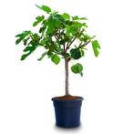 Ficus Carica 'brown Turkey' - Vijgenboom g13645, Tuin en Terras, Planten | Tuinplanten, Ophalen of Verzenden