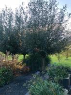 GRATIS ophalen vers gesnoeide wilgentakken / wilgentenen!, Tuin en Terras, Planten | Bomen, Ophalen, Volle zon, Overige soorten