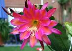 cactus - Epiphyllum kruising PEGASUS, Huis en Inrichting, Ophalen of Verzenden, Cactus, Volle zon, Minder dan 100 cm