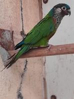 POP pyrrhura  Picta picta, Dieren en Toebehoren, Vrouwelijk, Parkiet, Geringd