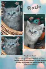 Britsekorthaar kitten, Meerdere dieren