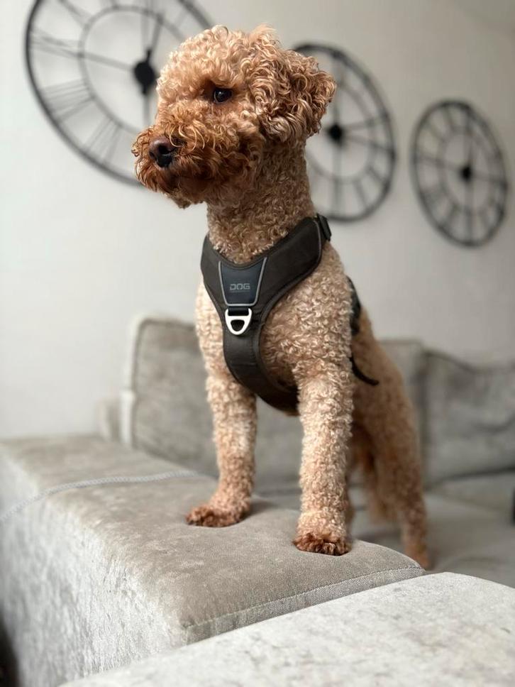 Dekreu dwergpoedel/middenslag poedel, Dieren en Toebehoren, Honden-accessoires, Ophalen of Verzenden