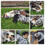 Prachtige Australian Shepherd pups, Dieren en Toebehoren, 8 tot 15 weken, CDV (hondenziekte), Meerdere, Meerdere dieren