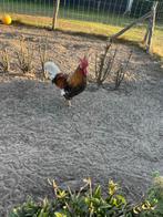 Haan, Dieren en Toebehoren, Pluimvee, Mannelijk, Kip