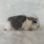 Super lieve jonge cavia zeugjes te koop, Dieren en Toebehoren, Knaagdieren, Juli, Vrouwelijk, Cavia