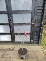 Acer palmatum Atropurpureum €35, Bloeit niet, Halfschaduw, Overige soorten, 100 tot 250 cm