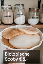 Scoby + starter vloeistof voor Kombucha - biologisch & vers, Diversen, Ophalen