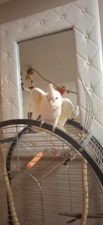 2 goffinis man en vrouw kakatoe, Meerdere dieren, Papegaai