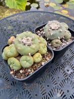 Lophophora Peyote Cactus - 2 Stuks, mooie grote planten, Huis en Inrichting, Verzenden