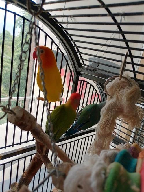 2 bewezen koppels agapornissen., Dieren en Toebehoren, Vogels | Parkieten en Papegaaien, Dwergpapegaai of Agapornis, Meerdere dieren