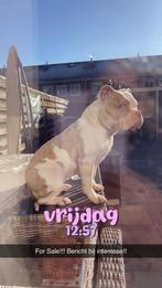 American bully 2,5 jaar met stamboom, Rabiës (hondsdolheid), Overige rassen, Teef, Eén hond