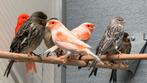Kanaries kleuren, Dieren en Toebehoren, Vogels | Kanaries, Meerdere dieren, Kleurkanarie