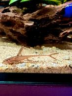 Rineloricaria Lanceolata red ( rode harnasmeerval), Vis