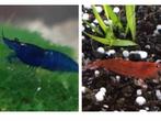 Blauwe garnalen (high grade ) en Rode garnalen, Dieren en Toebehoren, Kreeft, Krab of Garnaal, Zoetwatervis, Schoolvis