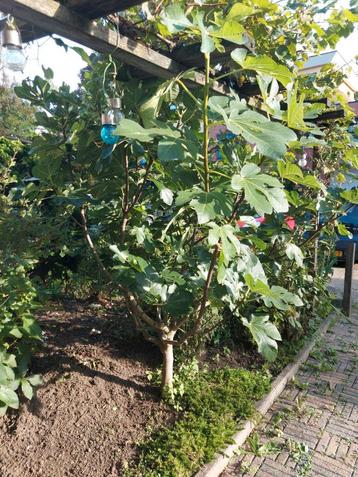 Vijgenboom sier, 2 meter hoog beschikbaar voor biedingen