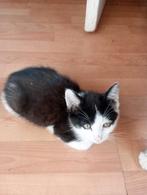 Kittens, Dieren en Toebehoren, 0 tot 2 jaar