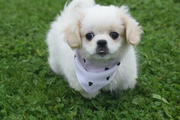 Boomer pups kruising Shih-tzu beschikbaar voor biedingen