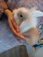 Baby konijntjes (Ram), Dieren en Toebehoren, Konijnen, Mannelijk