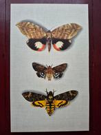 Vlinderafbeeldingen met o.a. doodshoofdvlinder, Ophalen of Verzenden, Zo goed als nieuw, Insect, Overige typen