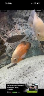 Vissen 5 Oscars, Vis