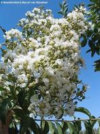 Lagerstroemia Natchez hoogstam Indische sering crêpe myrtle, Volle zon, 250 tot 400 cm, Zomer, Overige soorten