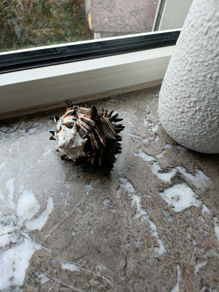 Murex schelp, Verzamelen, Ophalen of Verzenden, Schelp(en)