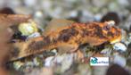Ancistrus spec. "Calico", Dieren en Toebehoren, Vis, Zoetwatervis