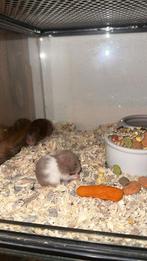 Baby goudhamsters, Dieren en Toebehoren, Knaagdieren, Hamster, Juni, Meerdere dieren, Tam