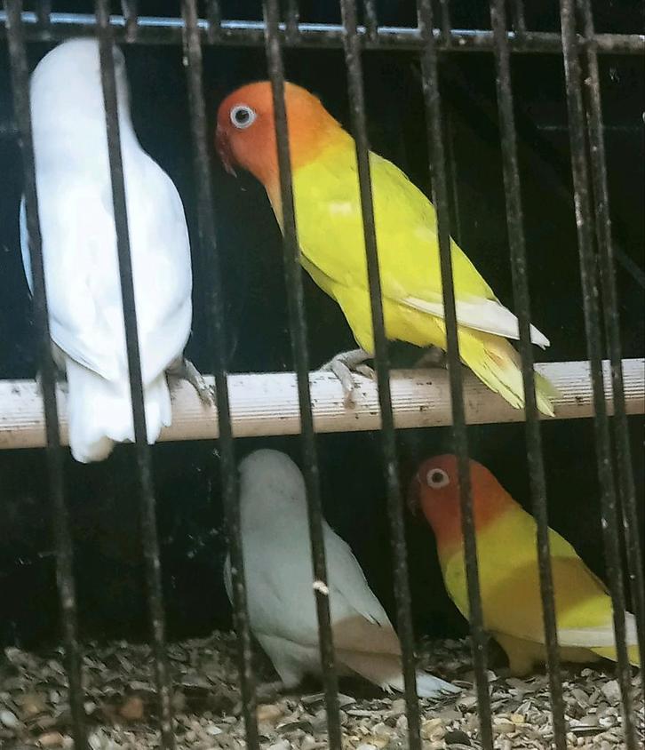 Prachtige brr koppels agapornis fisheri opaline geel x wit, Dieren en Toebehoren, Vogels | Parkieten en Papegaaien, Dwergpapegaai of Agapornis