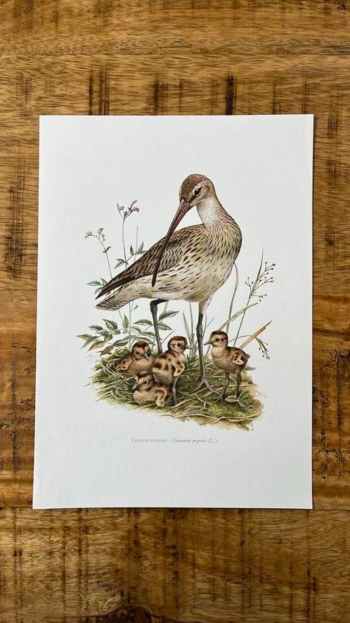 Wulp vintage vogelprent, Antiek en Kunst, Antiek | Woonaccessoires, Ophalen of Verzenden