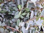 125 Grijsbladige olijfwilg Elaeagnus haag 80 cm, Ophalen of Verzenden, Overige soorten, Haag, Minder dan 100 cm