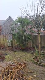 Palmboom, Volle zon, Ophalen of Verzenden, 100 tot 250 cm, Zomer