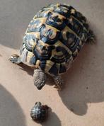 Testudo hermanni hermanni Puglia Gargano landschildpad, Dieren en Toebehoren, Reptielen en Amfibieën, Schildpad, 0 tot 2 jaar