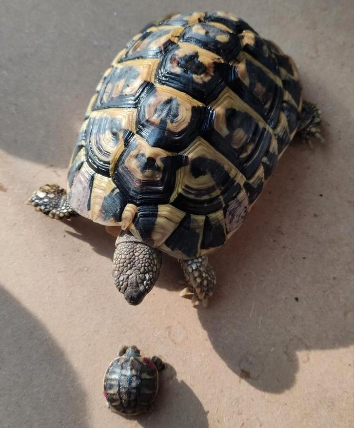 Testudo hermanni hermanni Puglia Gargano landschildpad
