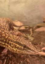 Varanus acanthurus, Dieren en Toebehoren, Reptielen en Amfibieën, Hagedis, Met terrarium, 3 tot 6 jaar