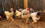 Overname kippen en andere dieren, Dieren en Toebehoren, Pluimvee, Meerdere dieren, Kip